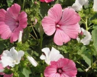 150+ Trädmalvafrön | Lavatera trimestris | Storblommande blomfrön