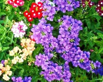 100 Ideal Florist Verbenafrön | Verbena Hybrida Mix | Färgglada Blommor i Klasen
