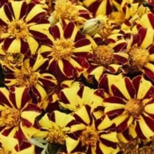 150+ Court Jester Marigold Seeds | Tagetes patula | Striped Bicolor Flower Seeds
