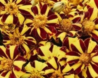 150+ Ringblomsfrön (Tagetes patula) | Randiga tvåfärgade blomfrön