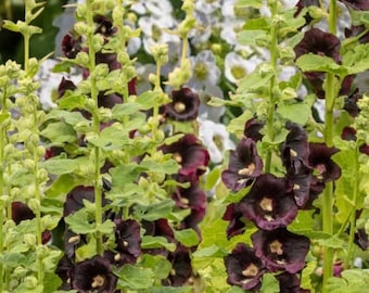 30+ Svarta stockrosfrön | Alcea rosea | Mörka arvsblomsfrön