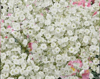 300 Baby’s Breath-frön | Gypsophila paniculata | Vita blomfrön, GMO-fria