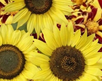 50+ solrosfrön från Citrondrottningen | Helianthus annuus | Ljusgula blomfrön