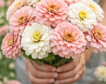50 Blushing Bride Zinnia frön | Mjukt rosa och vita Zinnia elegans mix