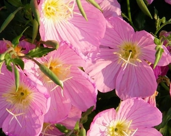 100+ rosa nattljusfrön | Oenothera speciosa | Marktäckare för vildblommor