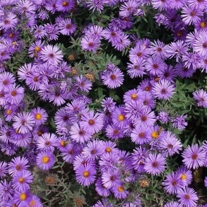 May include: A close-up of numerous purple aster flowers with yellow centres and green leaves. The petals are delicate and radiate outwards. The image presents a natural floral display, showcasing the beauty of the aster plant.