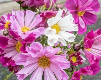 Kosmos snäckskal frön | bipinnatus | Unika rörformade kronbladsblommor | 30 frön