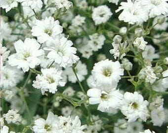 300 Baby’s Breath-frön | Gypsophila elegans | Vita blomfrön av arv