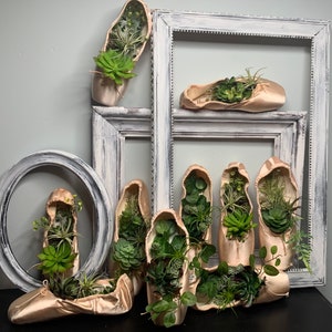 May include: A collection of ballet shoes decorated with potted succulents. The shoes are arranged on a shelf with a white frame. The shoes are a light pink color and the succulents are a variety of green.