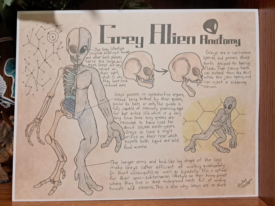 Grey Alien Anatomy Vintage Style Illustration 11×8.5 Print - Etsy