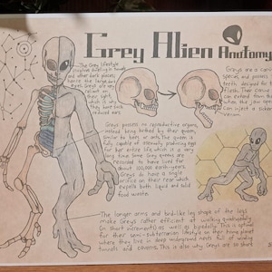 Impresión de anatomía del alienígena gris