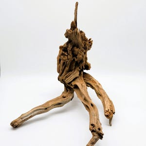 Könnte beinhalten: Ein Stück hellbraunes Treibholz mit einer knorrigen, strukturierten Oberfläche. Das Holz weist eine zentrale vertikale Struktur mit mehreren hervorstehenden, wurzelartigen Ästen auf, die ein komplexes, organisches und verwittertes Aussehen erzeugen.