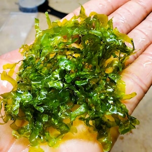 Puede incluir: Un racimo de lechuga de mar de color verde esmeralda, húmeda y vibrante, con hojas finas, rizadas y translúcidas. El alga tiene una textura brillante e hidratada y una estructura compleja y ramificada con bordes ondulados e irregulares.