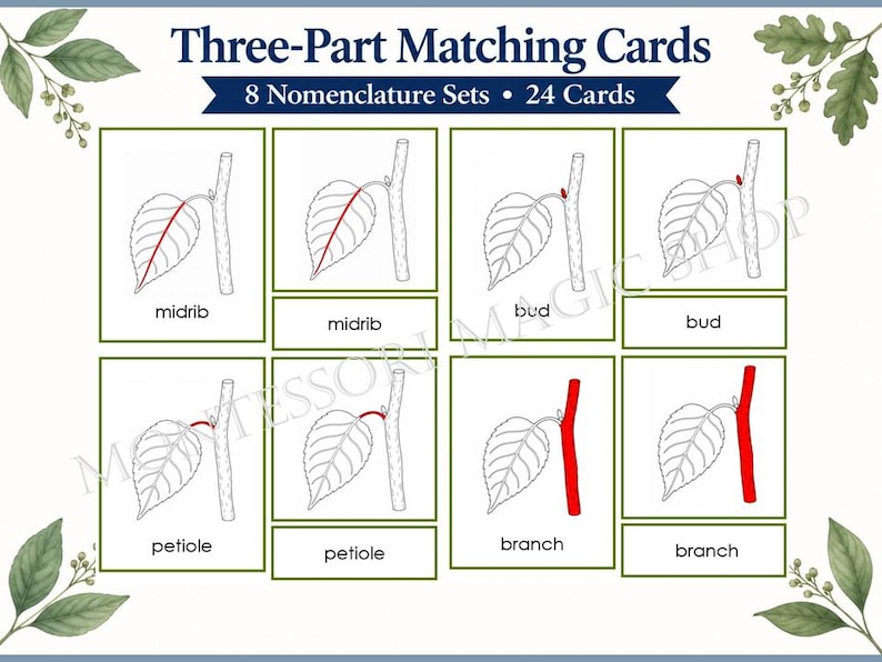 Parts of a Leaf 3-part Matching Cards | Montessori Nomenclature ...