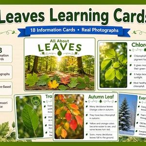 May include: A set of 18 educational learning cards titled Leaves Learning Cards featuring real photographs and science-based facts. The cards display information about chlorophyll, autumn leaves, and evergreen leaves with green, yellow, and orange colors.