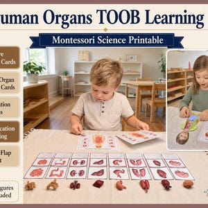 Op de afbeelding: Een Montessori-leerset over menselijke organen met bijpassende kaarten, realistische orgaankaarten, informatiekaarten, orgaanlocatie-matching en een knutselwerkje met flappen. De set bevat gedrukte kaarten en kleine anatomische modellen.