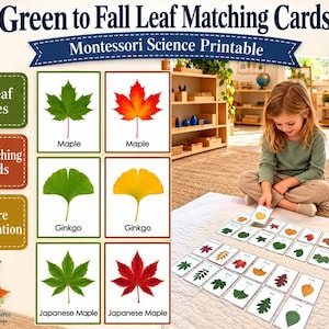 Könnte beinhalten: Green to Fall Leaf Matching Cards Montessori Science Printable Set mit 12 Blatttypen und 24 passenden Karten. Die Karten zeigen Illustrationen von Ahorn-, Ginkgo- und japanischen Ahornblättern in den Farben Grün, Gelb, Orange und Rot.