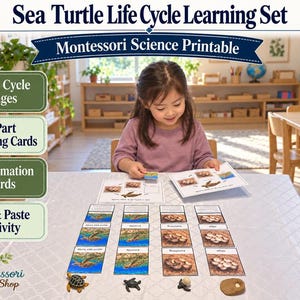 Könnte beinhalten: Ein Montessori-Lernset zum Lebenszyklus der Meeresschildkröte als Ausdruck, bestehend aus 4 Lebenszyklusphasen, 3-teiligen Zuordnungskarten, 4 Informationskarten sowie einer Ausschneide- und Klebeaktivität inklusive kleiner Schildkrötenfiguren.