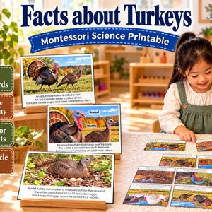 May include: A Montessori science printable set titled Facts about Turkeys featuring 15 fact cards, turkey anatomy, behavior, habits, and life cycle facts. The cards display photographs of turkeys in nature with descriptive text and labels.