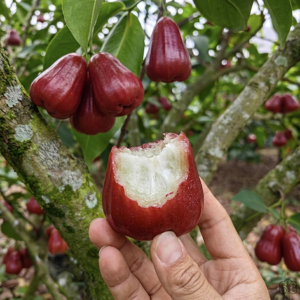 Plántula exótica de manzano de rosa roja (manzano de cera / makopa) / Syzygium samarangense de raíz desnuda / Planta frutal tropical rara para el hogar y el jardín