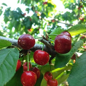 May include: A cluster of ripe, glossy red cherries hanging from a tree branch. The round fruits feature smooth, shiny skins and are attached to thin green stems. Several vibrant green leaves surround the cherries, with more blurred foliage visible in the background under natural sunlight.