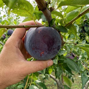 May include: A large, round, dark purple plum with a smooth skin and subtle reddish-orange speckles, hanging from a tree branch surrounded by vibrant green leaves. The fruit is held in place by a hand, showcasing its size and deep color.
