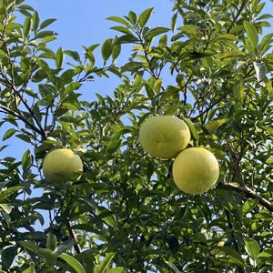 May include: A tree with green leaves and several large, round, yellow-green fruits. The fruits are hanging from the branches, and the sky is a clear blue in the background. The image is taken outdoors in natural light.