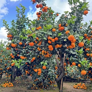 May include: A grove of orange trees laden with ripe, bright orange fruit. The trees have lush green foliage and are set against a partly cloudy blue sky. Some oranges have fallen to the ground, creating a natural harvest scene.