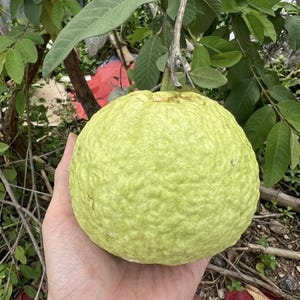 May include: A large, round guava fruit with a textured, light green skin is held in a hand. The fruit is surrounded by green leaves and branches, suggesting it's still on the tree. The guava has a slightly bumpy surface and a few brown spots.