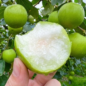Grafted Milk Jujube Tree Sapling Sweet Taiwan Green Fruit Bare Root