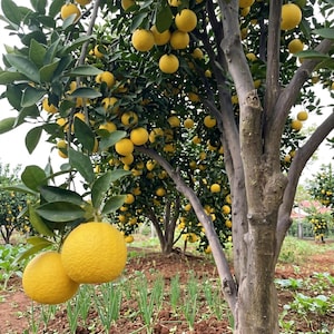 May include: A grove of citrus trees laden with ripe, yellow fruit. The trees have dark, textured trunks and are surrounded by green foliage. The ground is covered with rows of green plants. The image is taken outdoors on a sunny day.