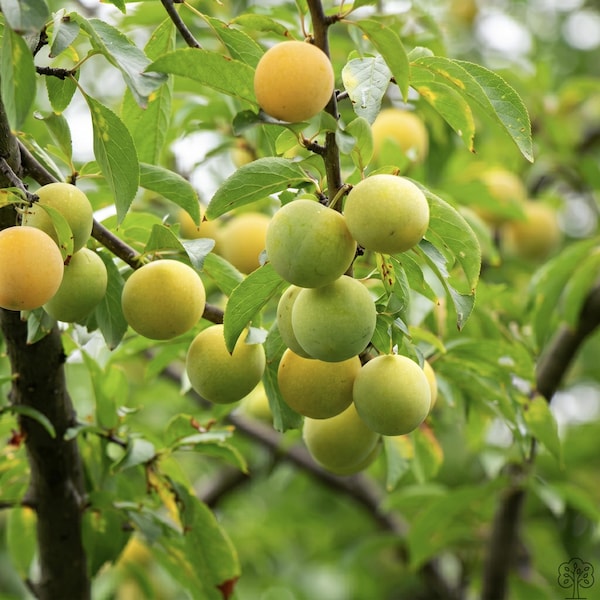 Plántula de ciruelo amarillo de primera calidad a raíz desnuda / Planta de árbol frutal dulce de alto rendimiento para jardín doméstico