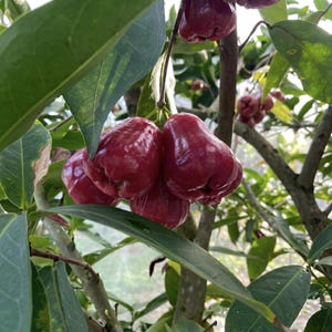 Live Red Wax Apple Tree Plant - Syzygium Samarangense Fruiting Sapling - Tropical Java Apple Tree for Indoor/Outdoor Garden