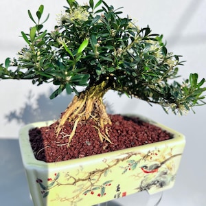 Könnte beinhalten: Ein Bonsai-Baum mit dunkelgrünen Blättern und kleinen weißen Blüten sowie freiliegenden hellbraunen Wurzeln. Der Baum ist in einen rechteckigen, hellgelben Keramiktopf gepflanzt, der mit einem Vogel, Zweigen und roten Beeren bemalt ist.