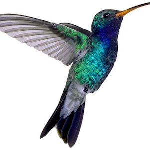 Hummingbird Temporary Tattoo 2.5x2&quot; 3 copies - FAST SHIPPING