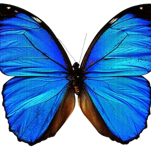 Blue Butterfly Temporary Tattoo - 3 Copies