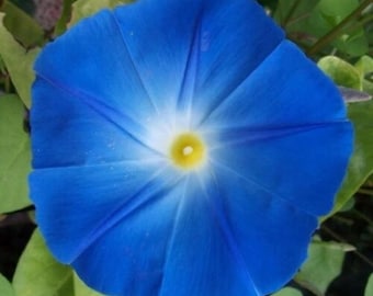 Heavenly Blue Morning Glory Seeds – Climbing Vine Flower Seeds for Garden