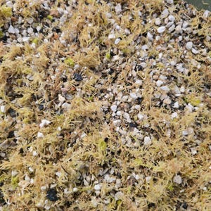 Carnivorous Plant Soil Mix | Sphagnum Pumice Horticultural Grit | Venus Flytrap Sarracenia Sundew