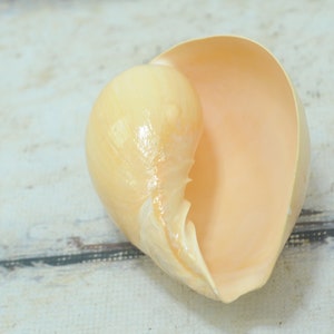 Vintage melón concha iridiscente concha de mar decoración regalo 5.75 "X 4.5" playa océano cabaña decoración costa decoración acuario decoración