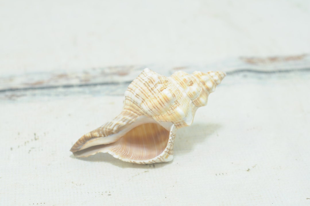 Vintage Horse Conk Iridescent Sea Shell Decor Gift 5.75