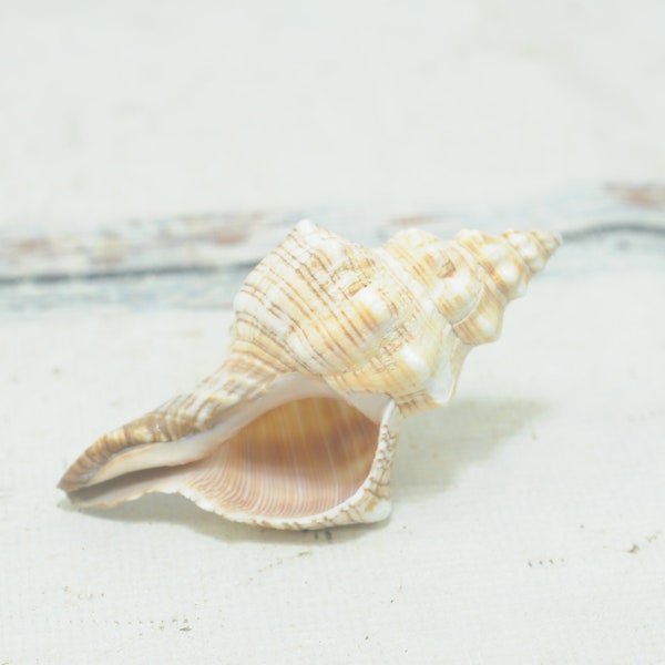 Vintage Horse Conk Iridescent Sea Shell Decor Gift  5.75" X 3" Beach Ocean Cottage Decor Seashore Decor Aquarium Decor