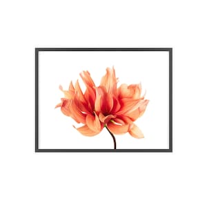 Orange Dahlia Minimalistic Flower Poster with Wooden Frame | Modern Floral Wall Art