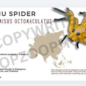 May include: A yellow and black Pikachu Spider, Platytithomisus Octomaculatus, with a map of Southeast Asia. The text indicates the spider is up to 5 cm long, diurnal, and found in Singapore, Indonesia, Malaysia, and Thailand.