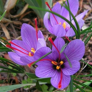 Saffranskrokusknölar för plantering av Crocus Sativus-lökar