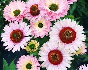 Semi misti di Echinacea Sunseeker Salmon – Echinacea resistente ai cervi