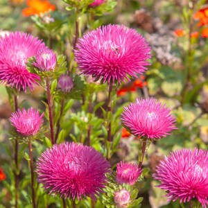 May include: A collection of bright pink aster flowers in a garden setting. The flowers have a spiky, textured appearance and are surrounded by green leaves and other blooms. The image showcases the beauty of nature.
