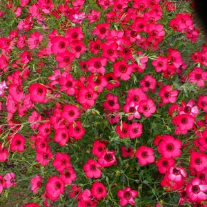 Semillas de lino escarlata – Linum grandiflorum Flor silvestre anual de color carmesí rojo