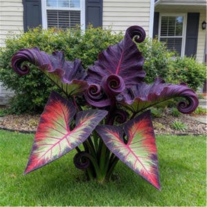 May include: A large plant featuring broad, heart-shaped leaves with deep purple, red, and light green coloration. The foliage displays prominent veins and distinct curled edges, with some leaves spiraling inward, growing from a central base.