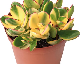 Golden Jade Succulent – Crassula ovata ‘Hummel’s Sunset’ Rare Fully Rooted Indoor Plant