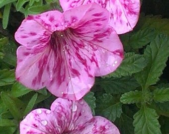 Semillas de petunia 'Cielo Nocturno' / Planta de petunia 'Ola Enana'